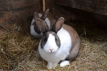 rabbit won't come out of cage