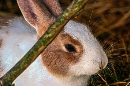 what to feed a nursing mother rabbit