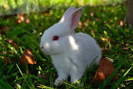 when can baby rabbits go outside in a run?