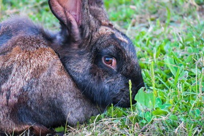 why are rabbits so fearful?