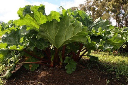 why can't rabbits eat rhubarb?