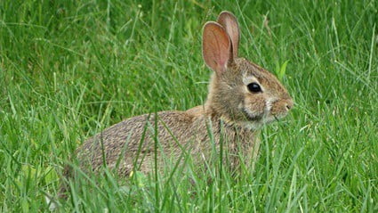 why do rabbits freeze in fear?