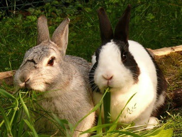 why is my rabbit always eating?