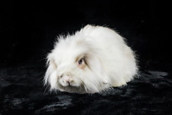 American Fuzzy Lop Personality