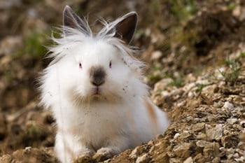 Angora Rabbit Personality