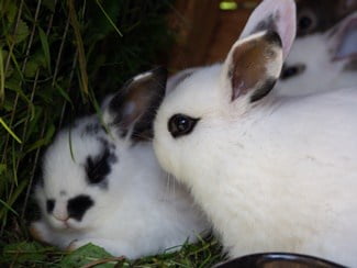 Blanc de Hotot Rabbit Personality