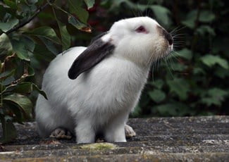 Californian Rabbit Personality