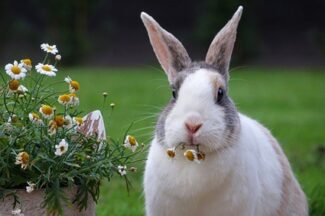 Dutch rabbits personality