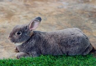 Flemish Giant Rabbit Personality