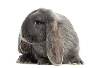 French Lop Personality