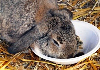 German Lop Personality