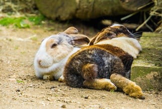 Harlequin Rabbit Personality