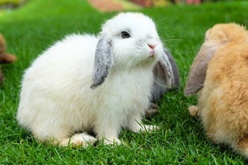 Holland Lop Personality