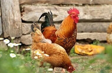 Is chicken feed good or bad?