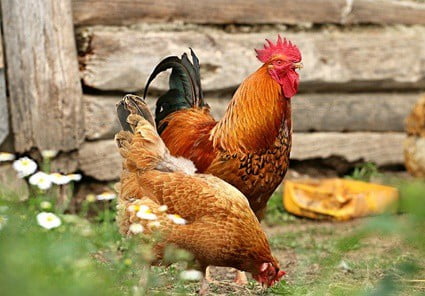 Is chicken feed good or bad?