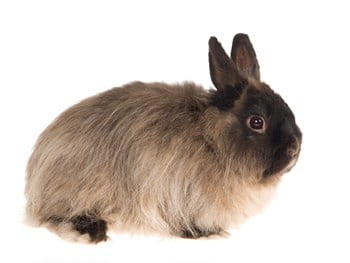 Jersey Wooly Rabbit Personality