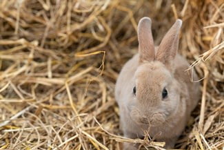 Mini Rex Personality