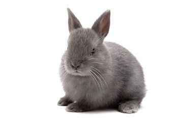 Netherland Dwarf Rabbit Personality