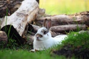 Do Rabbits Have Different Personalities? — Rabbit Care Tips