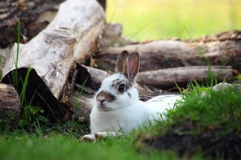 New Zealand Rabbit Personality