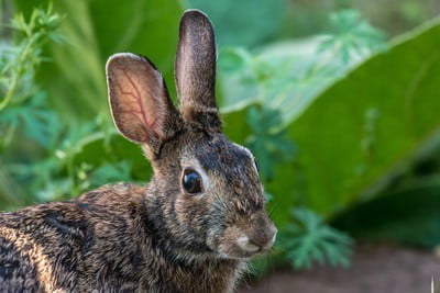 Rabbit symbolism meaning