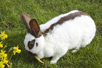 Rhinelander Rabbit Personality