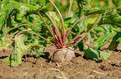 are beetroot leaves safe for rabbits?