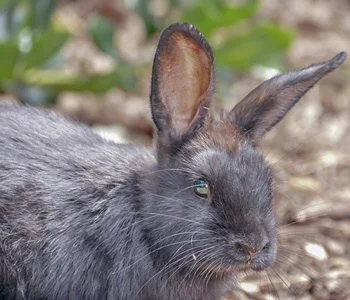 can a rabbit recover from paralysis?