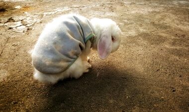 caring for senior rabbits