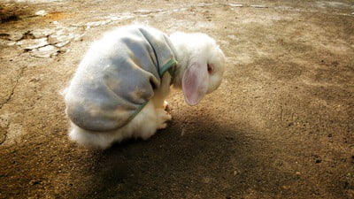 caring for senior rabbits