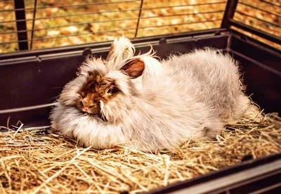 do pet rabbits have personality?