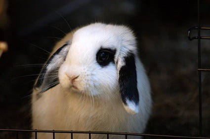 do rabbits flop when they are sick?