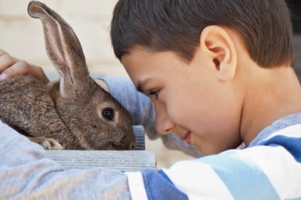 do rabbits like their nose rubbed?