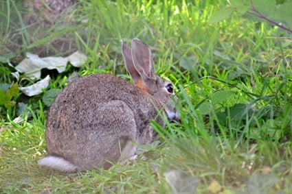 do rabbits tails have bones?