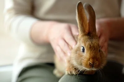 is it good to pet a rabbit?