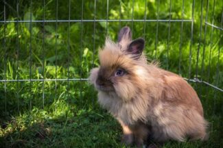 lionhead rabbits personality