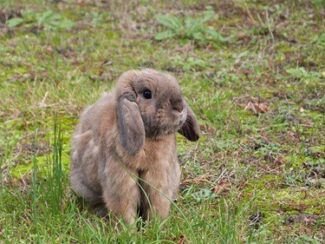 mini lop personality