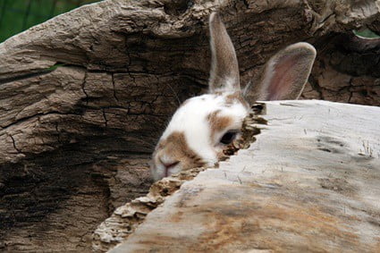 rabbit flopping more than usual