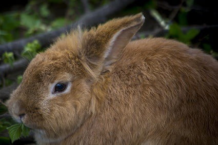 rabbit hiding and not eating