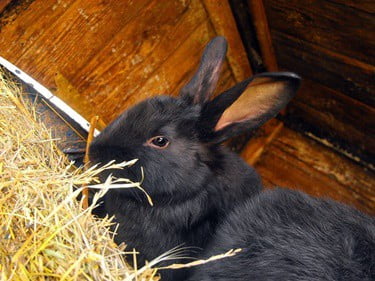 spinal injury in rabbits