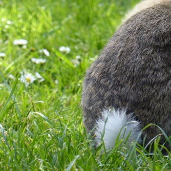 what is the point of a rabbit's tail?