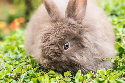 what kind of teeth do baby rabbits have?