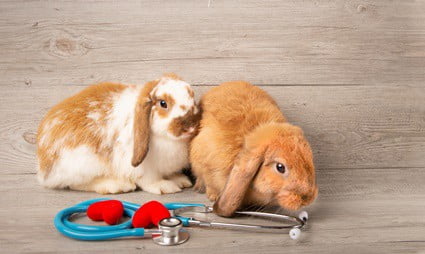 what to do if your rabbit has a seizure