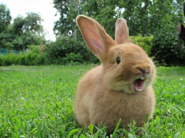 when do rabbits get teeth?