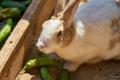 why is my rabbit always hiding?