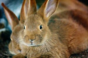 What Does It Mean When Your Pet Rabbit Bites You?