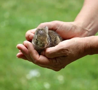 do wild baby rabbits make good pets?