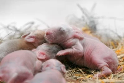 Rabbit newborn shop baby care