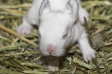 how much do baby bunnies poop?