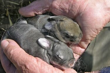 how to help a baby rabbit survive